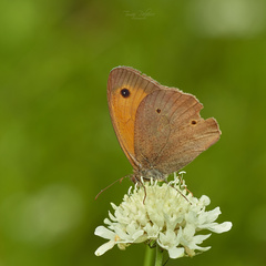 Coenonympha pamphilus