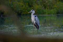 Ardea cinerea