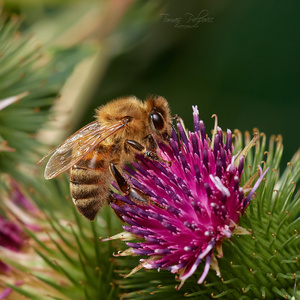 Hardworking bee