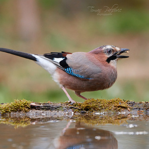 Garrulus glandarius