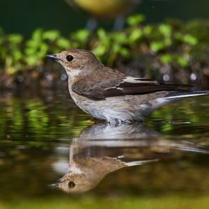 Muscicapa striata