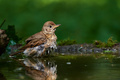 Turdus philomelos