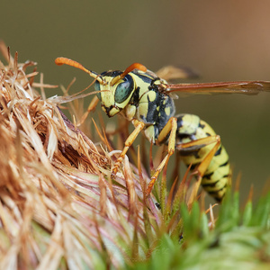 Vespula germanica