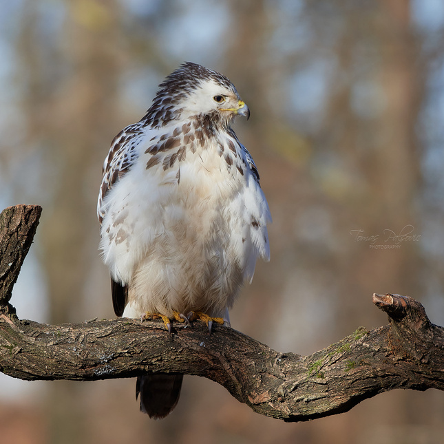 Buteo lagopus