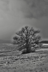 strom