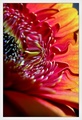 Gerbera
