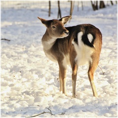 Div si krk nevykrútila