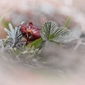 Trio