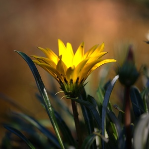 Gazania