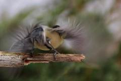 Rozčertená sýkorka