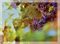vinobranie