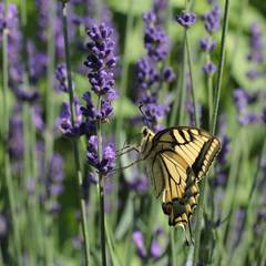 Vidlochvost feniklový
