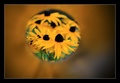 Rudbekie