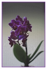 Orchidea