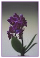 Orchidea