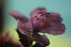 Rododendron