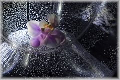 Orchidea 2