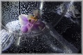 Orchidea 2