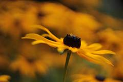 Rudbekia