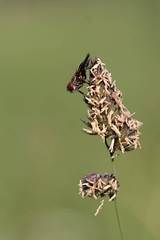 Mucha