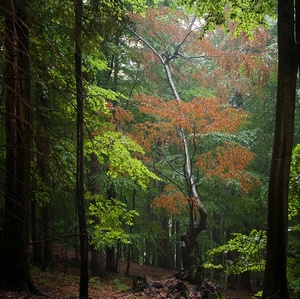 V lese počas dažďa