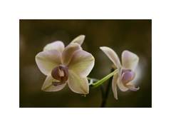 Orchidea