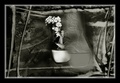 Orchidea 3