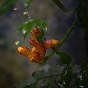 Kvet trubača