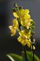 Orchidea