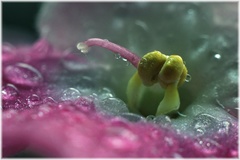 Kvet filaky