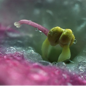 Kvet filaky
