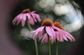 Echinacea