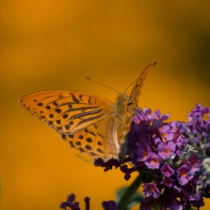 Na motýľom Kríku ( Budlea)