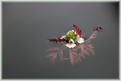 Nad vodou - pod vodou