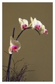 Orchidea