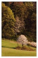 Lavička