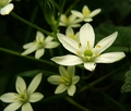 Spoločná