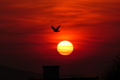 Sunset Bird