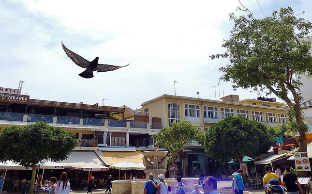 pigeon in Heraklion