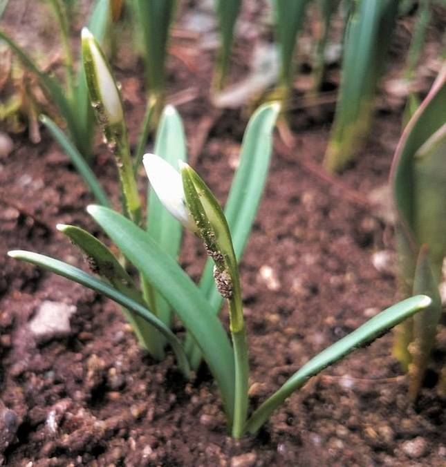 prebúdzajúca sa príroda