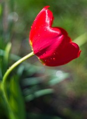 pan Tulipan