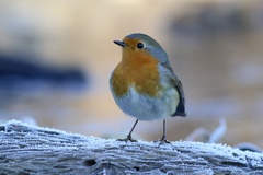 Prvý mráz a Červienka