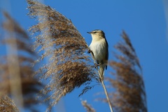 Trsteniarik pásikový