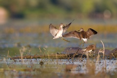 kalužiaky močiarne pri suboji