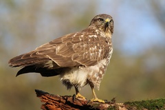 Buteo buteo