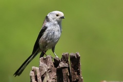 Mlynárka dlhochvostá