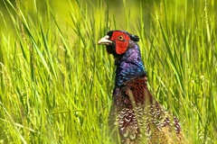 Bažant polievkovy fajnovy