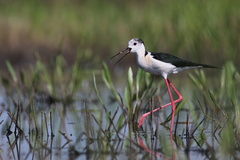 Šišila bocianovitá