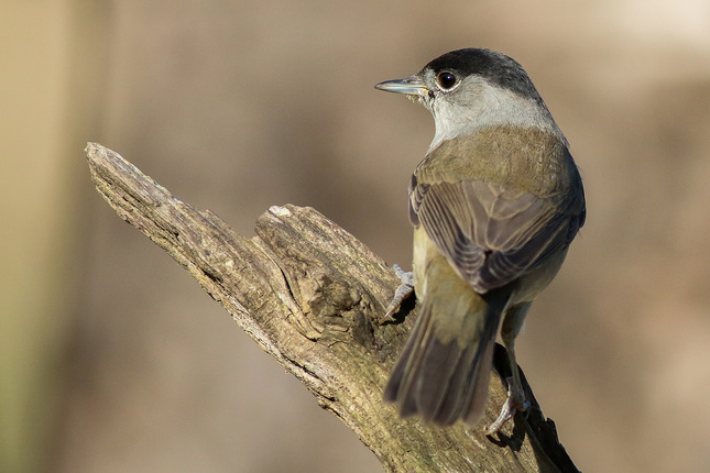Penica čiernohlavá