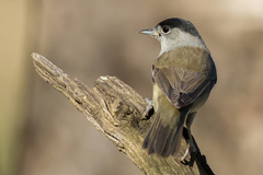 Penica čiernohlavá